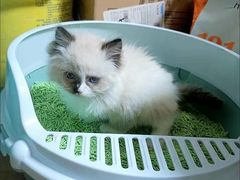 -喵汪萌宠屋旗舰店.洗澡美容.猫狗基地