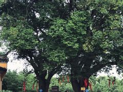 -巢湖姥山岛