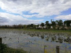 -上海长兴岛郊野公园