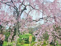 -天龙寺