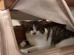 -艾贝尔宠物医院·24H转诊中心·肿瘤猫专科(江宁双龙店)