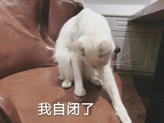 -猫小院猫主题餐厅(三里屯店)
