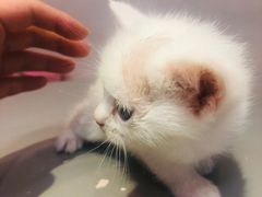 -Heymao猫咖.咖啡厅(东门店)
