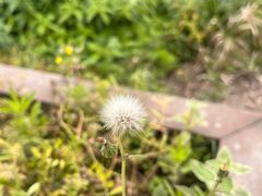 -三圣花乡旅游区