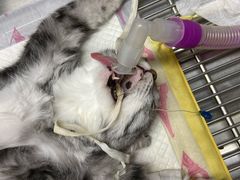 -瑞派雷欧宠物医院·中兽医·眼科·急重症转诊中心(黄台店)