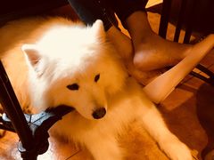 -more than meow吴止猫主题餐厅(承德 中船汇店)