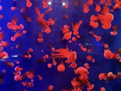 -成都浩海立方海洋公园
