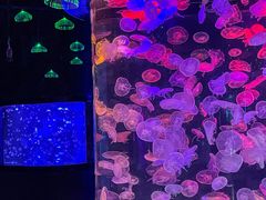 -合肥海洋世界