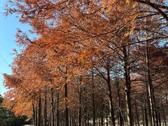 -上海海湾国家森林公园