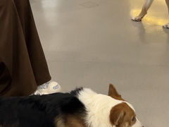 -共舞时光猫咖·狗咖(新街口店)