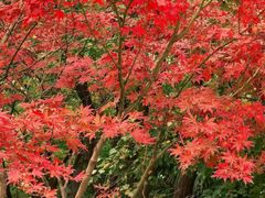 -秦岭终南山世界地质公园翠华山景区