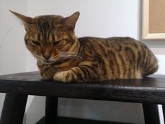 -Heymao猫咖.咖啡厅(东门店)