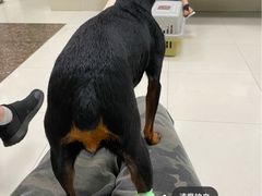 -申普宠物医院·心脏介入·心血管微创(总院)