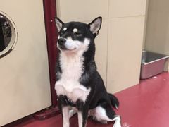 -和它·交个朋友·狗咖猫咖(爱琴海店)