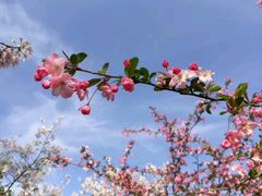 -天一朴素(武汉大学店)