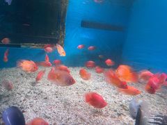 -顺德南宏海立方海洋公园