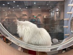 -BABIT巴比特宠物(MOMOPARK店)