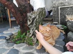 -喵屿·大理花园猫咖