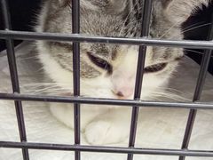 -纳吉亚猫专科动物医院·北北分院