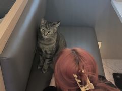 -喵园·猫主题咖啡厅·撸猫·猫咖(国贸店)