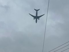 -龙大花卉苗木市场