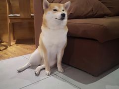 -柴务处·柴犬主题狗咖