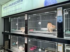 -翊宠yipet猫狗购宠庄园犬舍•猫舍