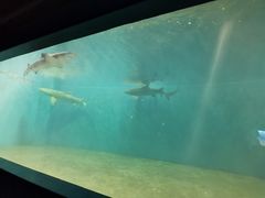 -北戴河圣蓝海洋公园