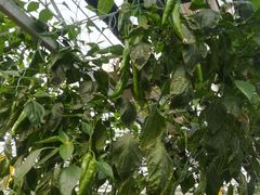 -兰陵国家农业公园