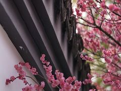 -杭州植物园