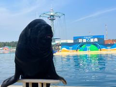 -秦皇岛乐岛海洋王国