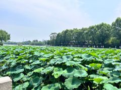 -济南大明湖景区