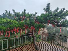 -六里坪国家森林公园