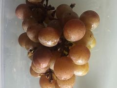 -马陆小张葡萄园农家乐