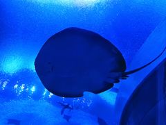 -珠海长隆海洋王国