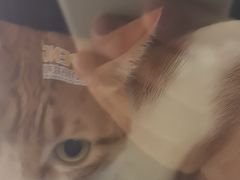 -瑞鹏宠物医院·普外科·影像科·皮肤科(城市山谷分院)