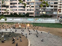 -九龙公园