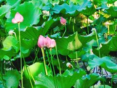 -西湖风景区-江洋畈生态公园