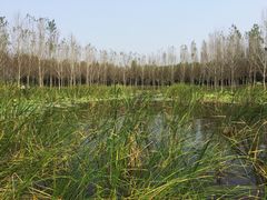 -东郊湿地公园