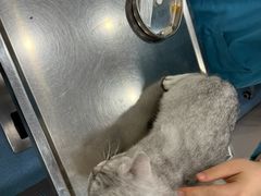 -万博宠物医院·手术·诊疗(未央凤城五路店)