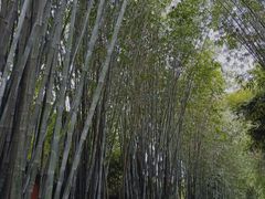 -望江楼公园