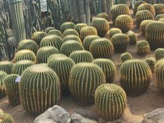 -南山植物园