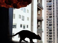 -猫猫幼稚园·撸猫·桌游·电玩