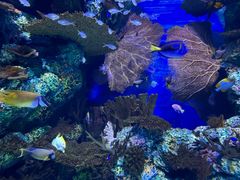 -上海海洋水族馆