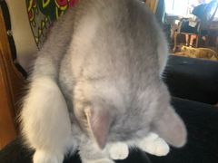 -more than meow吴止猫主题餐厅(承德 中船汇店)