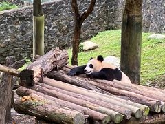 -都江堰中华大熊猫苑