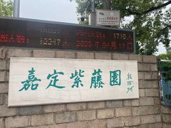 -嘉定紫藤园