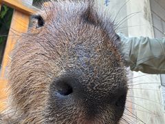 -合肥野生动物园