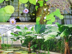 -国家植物园南园