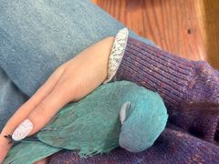 -吉丁鸟咖·异宠·寄养